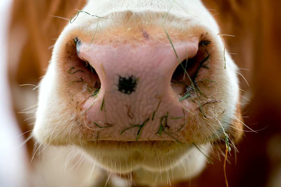 Eine Kuh hat ihrem Landwirt (†48) in Niederbayern tödliche Verletzungen zugefügt. (Symbolbild)