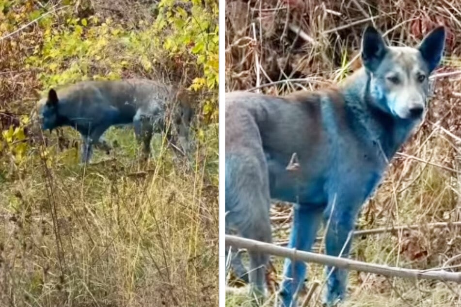 Mysteriöse Sichtung in Tschernobyl: Tierschützer habe insgesamt drei Hunde entdeckt, die blaues Fell aufwiesen.