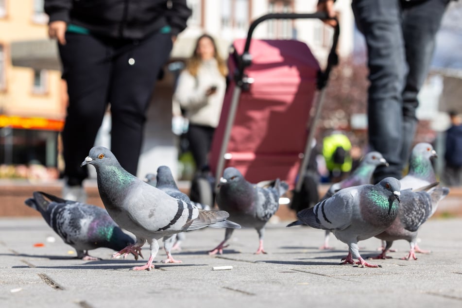 Die Taubenpopulation soll ohne Tierleid verringert werden.