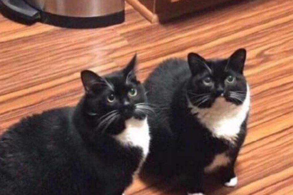 Doppeltes Lottchen oder Zufall? Die beiden Katzen sehen sich verblüffend ähnlich.