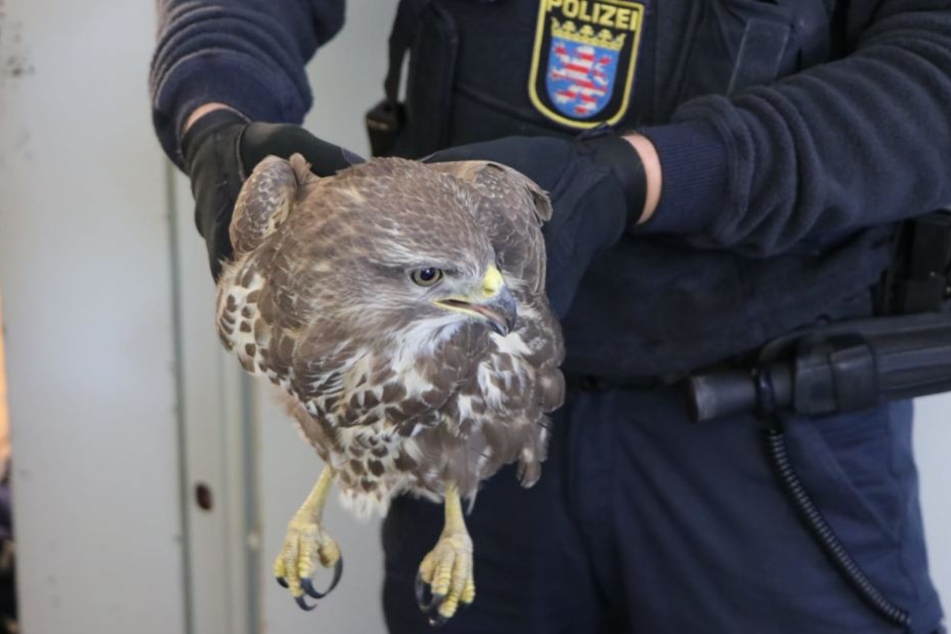 Ein aufmerksamer Autofahrer entdeckte das flugunfähige Tier auf der A3.
