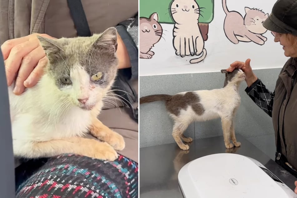 Die Katze war verwundet und krank. Ihre Retterin fuhr mit ihr zum Tierarzt und ließ sie vorübergehend bei sich wohnen.