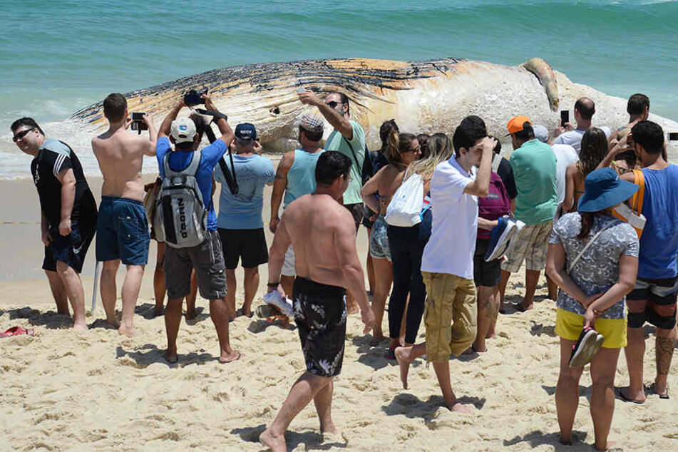 Schaulustige machen Fotos mit dem angespülten Tier am Strand von Rio de Janeiro.