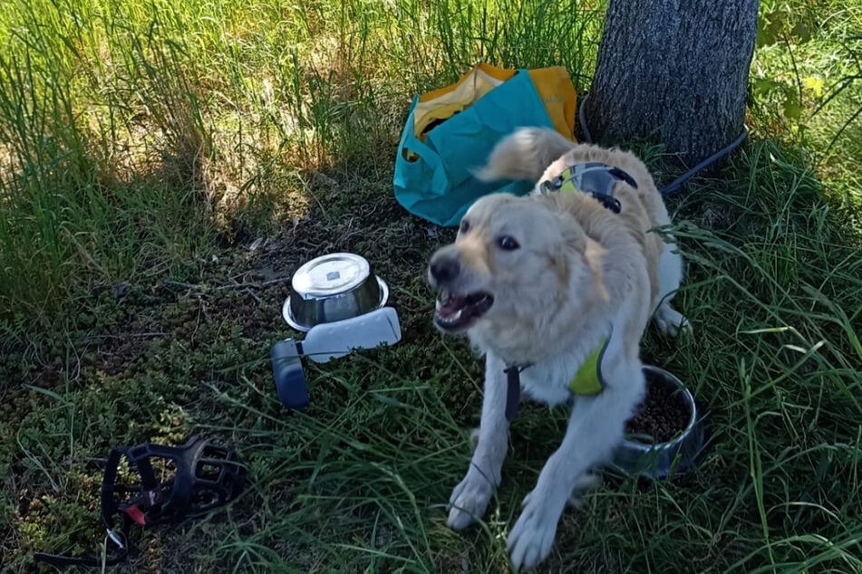Der Hund wurde an einen Baum gebunden und ausgesetzt. Wasser und etwas Futter hatte man ihm dagelassen.