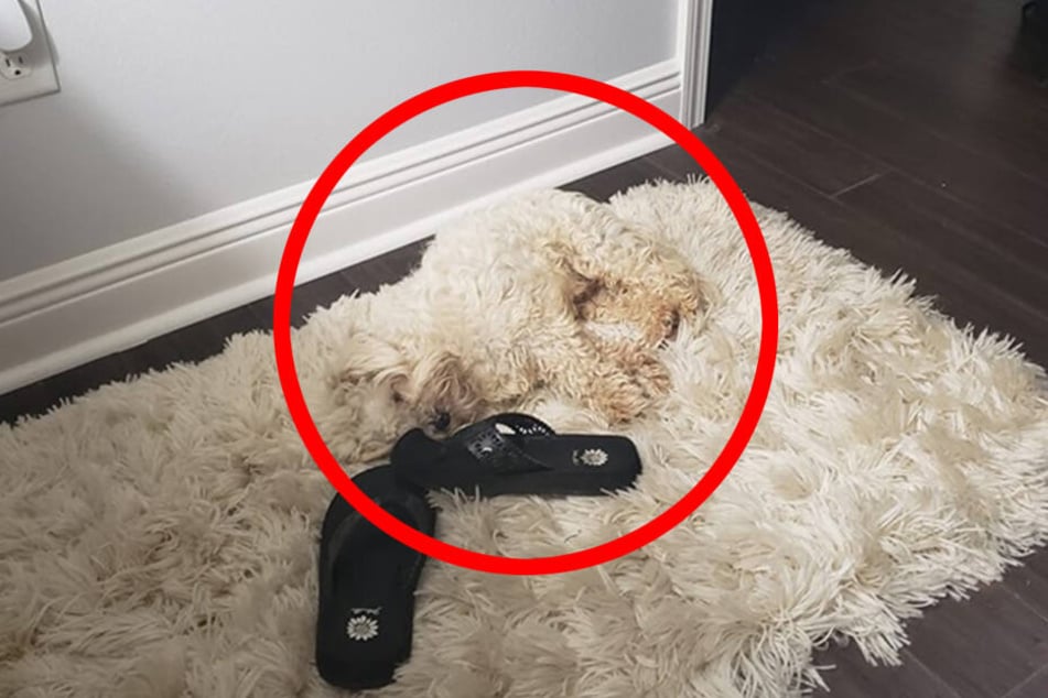 Hier sollte es eigentlich kein Problem gewesen sein, den Hund zu erkennen.