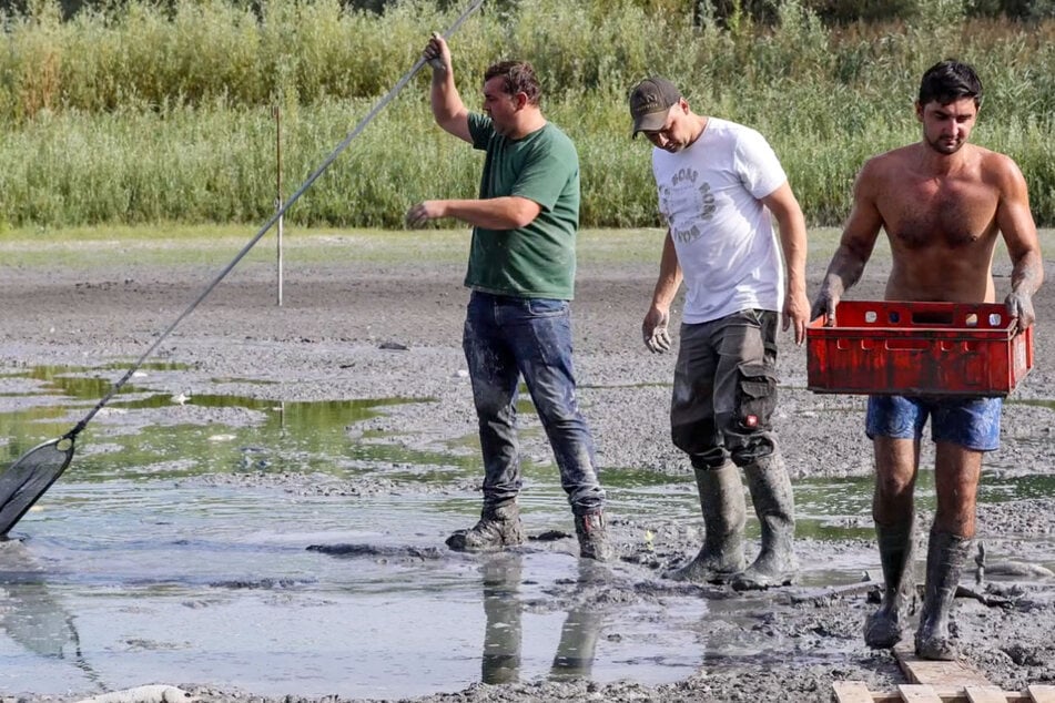 Ausgetrocknete Heimat: Helfer retten mehr als 100 Karpfen vor dem sicheren Tod