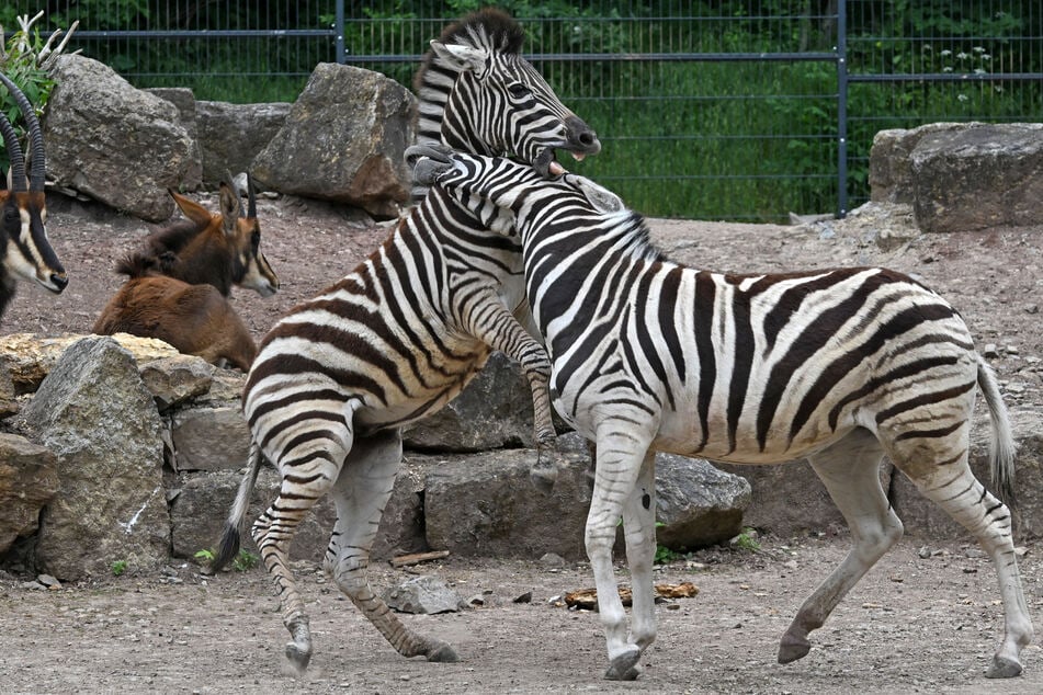 Im Zoo Erfurt wird es am internationalen Kindertag, neben den Tieren, auch viele Attraktionen für die Kinder geben. (Archivbild)