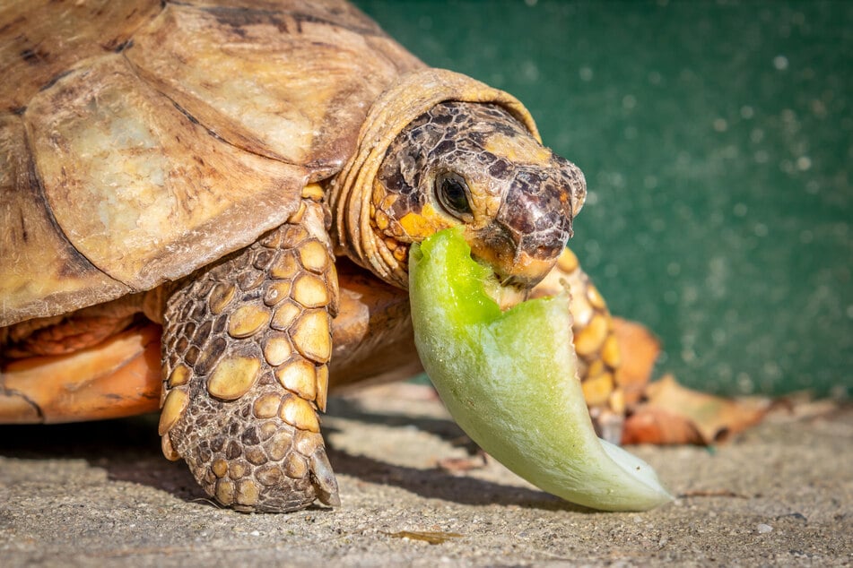 Sukkulenten für Schildkröten: Dürfen sie die Pflanzen fressen?
