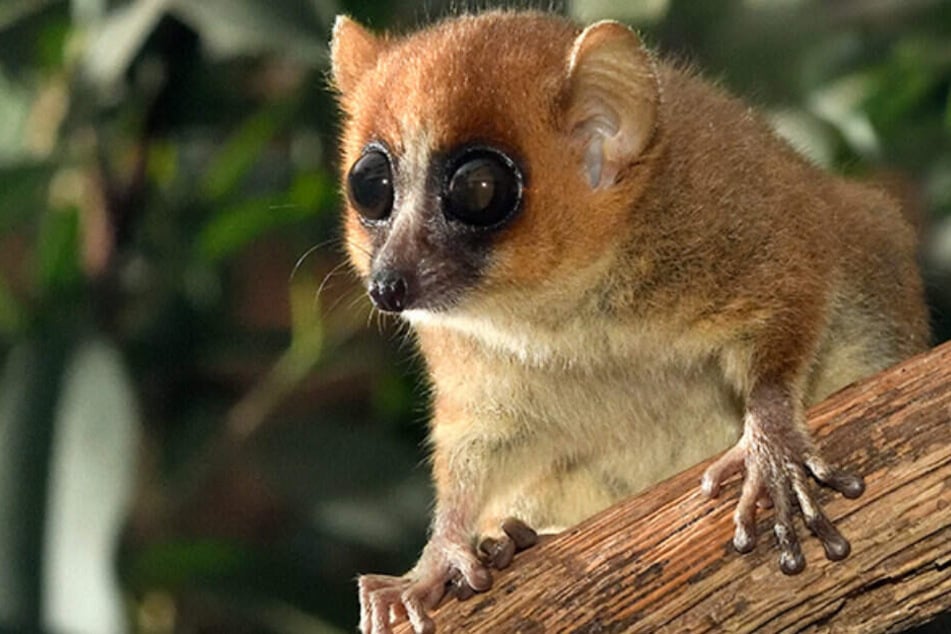 Ein Mausmaki aus dem Kölner Zoo. Diese Affen gelten als kleinste Affenart der Welt.