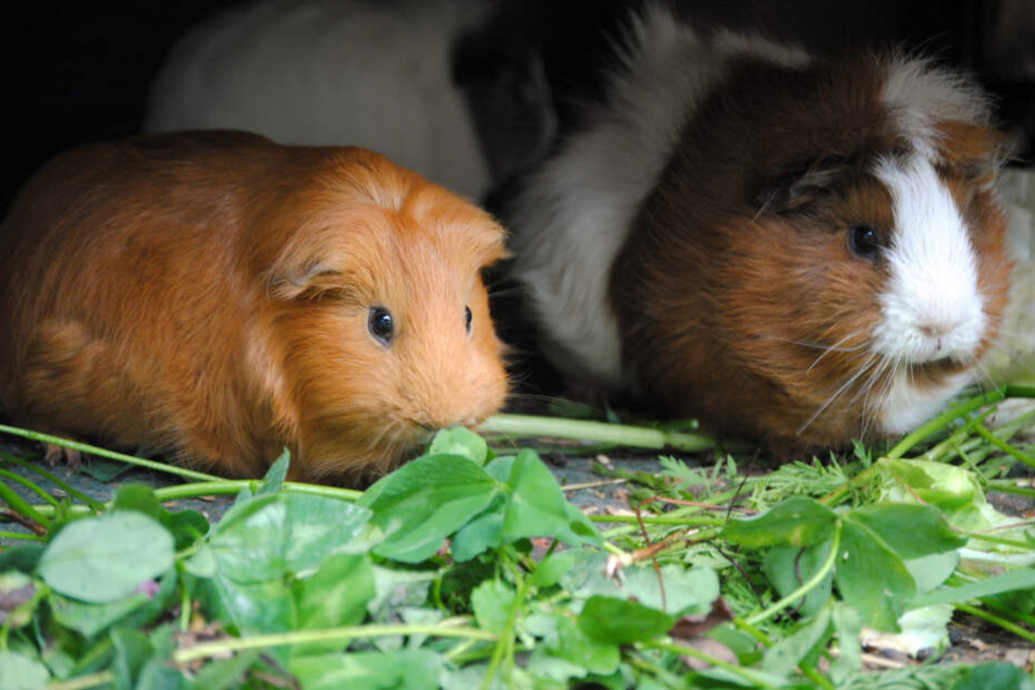 Das hätte auch schiefgehen können: Drei Meerschweinchen sind in Bremerhaven ausgesetzt worden. Ein Hund rettete sie vor dem Verhungern.
