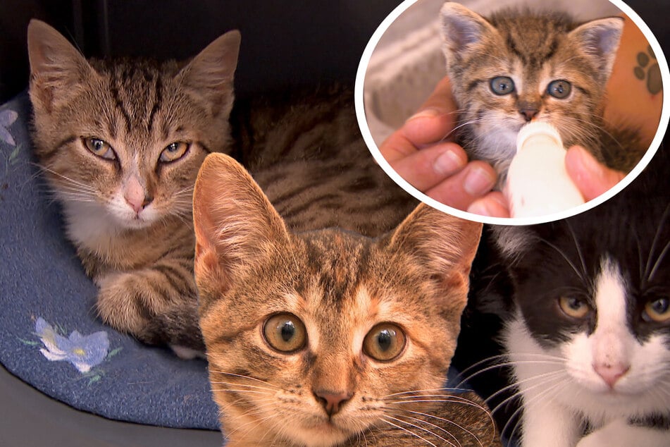Diese süßen Kitten suchen eine neue Familie. Nur der kleine Leo (o.r.) kann noch nicht vermittelt werden.