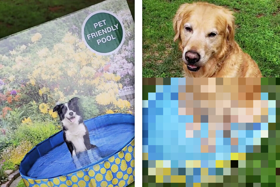 Frau kauft Pool für ihren Hund: Als sie das Produkt auspackt, ist sie baff