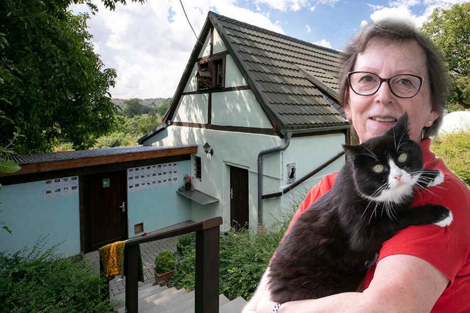 Miezen-Alarm! In diesem Altersheim wimmelt es nur so von tierischen Rentnern