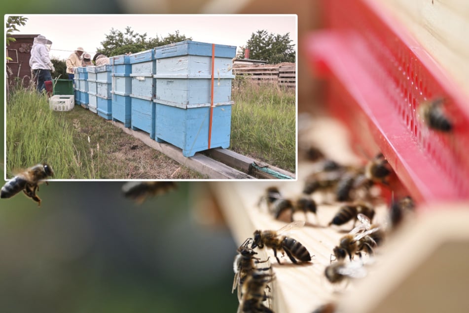 Kurioser Prozess: Nachbarn verklagen Imker wegen Bienen-Kot
