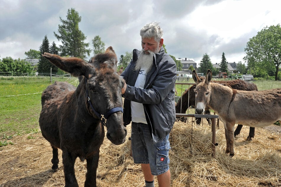 Tilo Meitzner (54) hält sieben Esel, die Touristen als gemütliche Wandergefährten dienen.