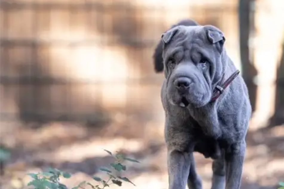 Mei (6) saluda a sus humanos con su juguete y una alegría eufórica.