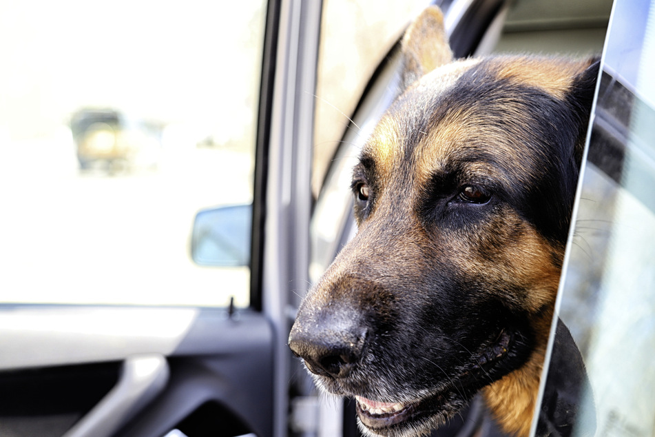 Klimaanlage defekt: Acht Polizeihunde in Einsatzwagen verendet!