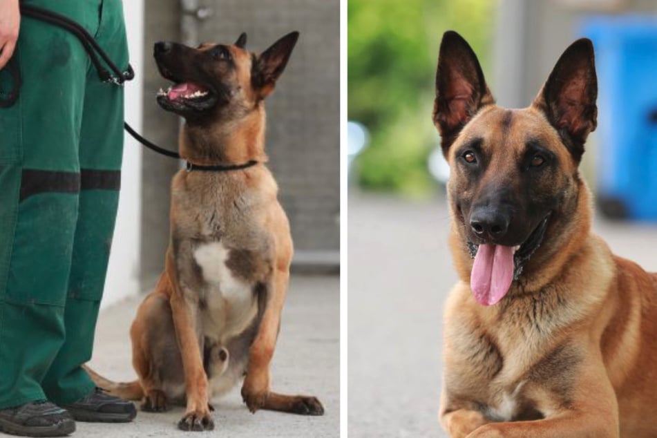 Chido (8), ein Belgischer Schäferhund, wartet im Berliner Tierheim auf Menschen, die ihn adoptieren.