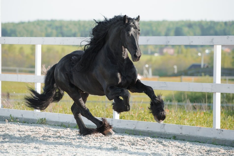 Lange Mähne, schwarzes glänzendes Fell und ein imposant gewölbter Hals - viele erkennen diese Pferderasse sofort - Friesen. (Symbolbild)