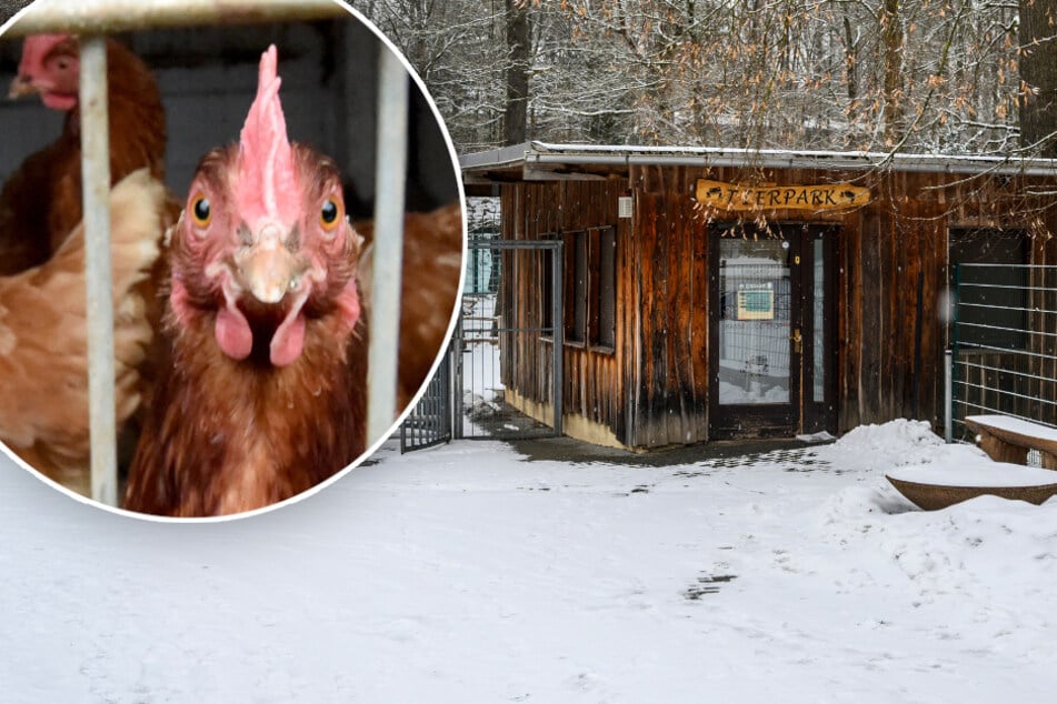Chemnitz: Tierpark Chemnitz öffnet ab Freitag wieder: Mehr als 60 Vögel getötet