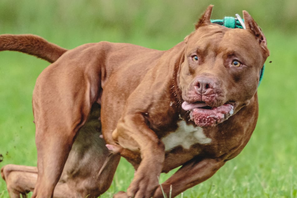 Die Pitbulls waren komplett außer Kontrolle. (Symbolbild)