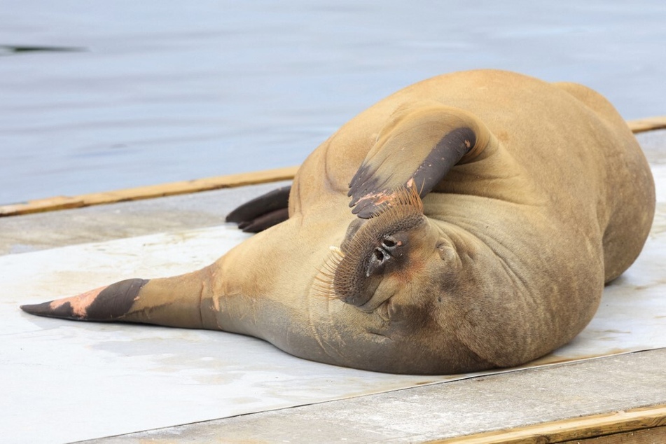 Freya the walrus lies at the waterfront at Frognerstranda in Oslo on July 18, 2022.