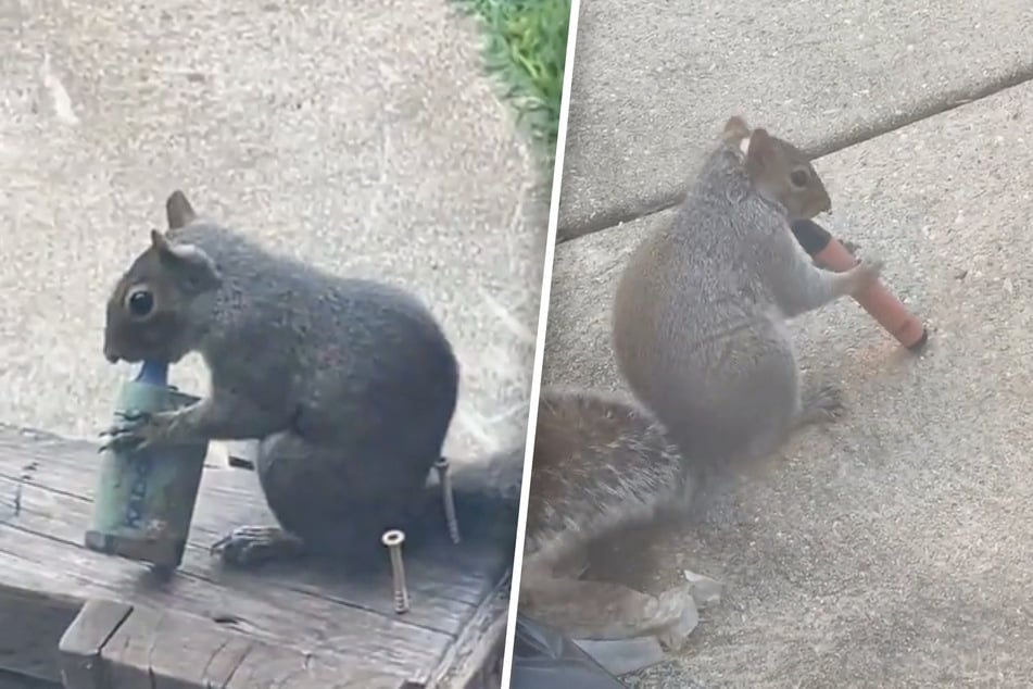 In verschiedenen Aufnahmen in den sozialen Medien sind Eichhörnchen zu sehen, die offenbar Gefallen an den weggeworfenen Vapes gefunden haben.