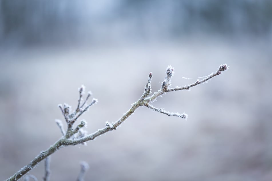 Bleibt im milden Herbst der Kältereiz aus, kann man Frost mit einigen Stunden im Gefrierschrank simulieren.