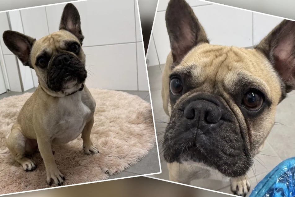 Aus Überforderung abmagern lassen: Hund Armani will Drama vergessen und endlich geliebt werden