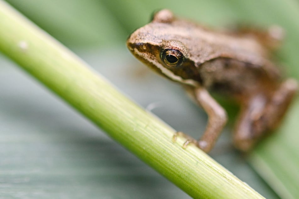 Artenschutz: Bedrohte Frösche finden Unterschlupf in verfallenem Schwimmbad