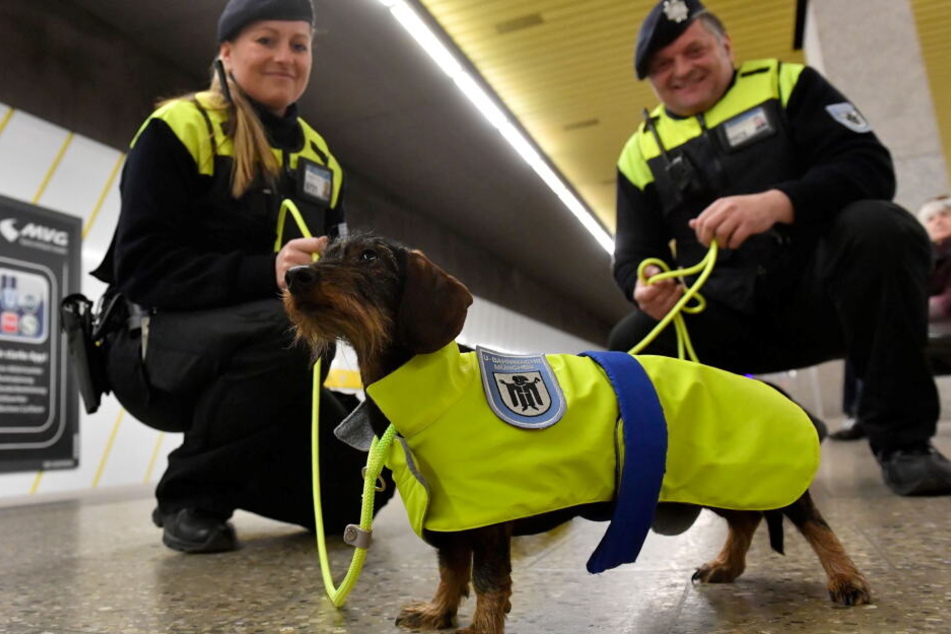 Zwei Mitarbeiter der Stadtwerke München zeigen einen Dackel in einer U-Bahn-Station, der eine Weste mit einem Sticker "U-Bahnwache München" trägt.