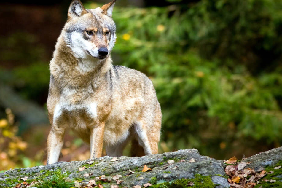 Ein Wolf steht in einem bayerischen Tier-Freigelände. Am Mittwoch findet im Agrarausschuss des bayerischen Landtags ein Fachgespräch zum Thema "Betroffenheit der Bäuerinnen und Bauern durch den Wolf" statt.