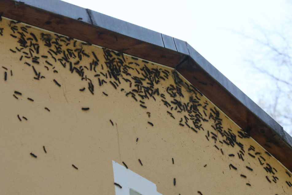 Schwammspinenr-Raupen haben eine Fassade eines Hauses in Gera befallen (Archivbild).