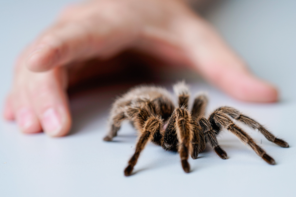 Weil sich eine vermeintliche Vogelspinne in ihrer Wohnung befinde, alarmierte am Montag eine 26-jährige Frau in Speyer die Polizei.