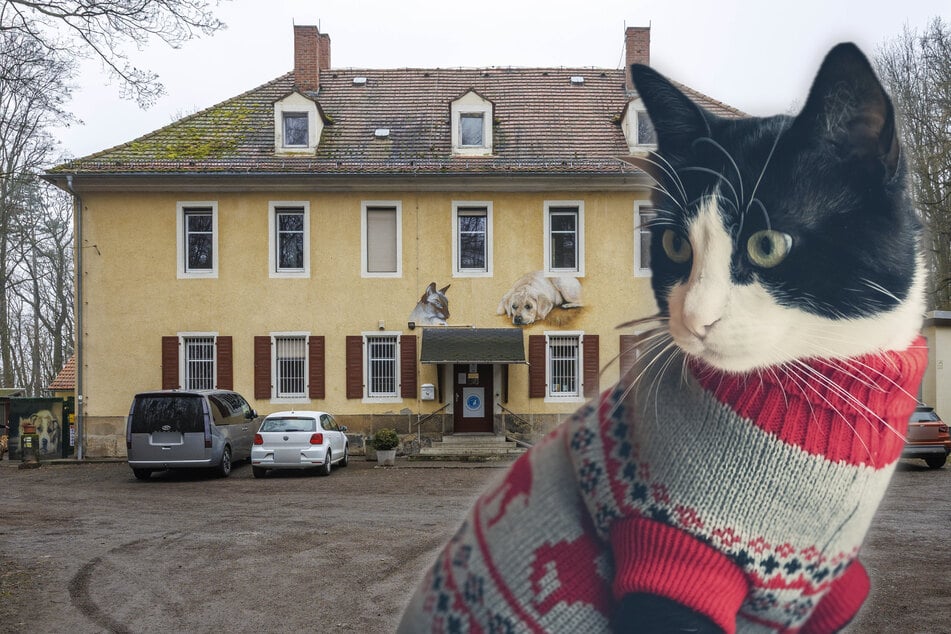 Heizungsausfall im Tierheim Freital: Hunde und Katzen sitzen im Kalten