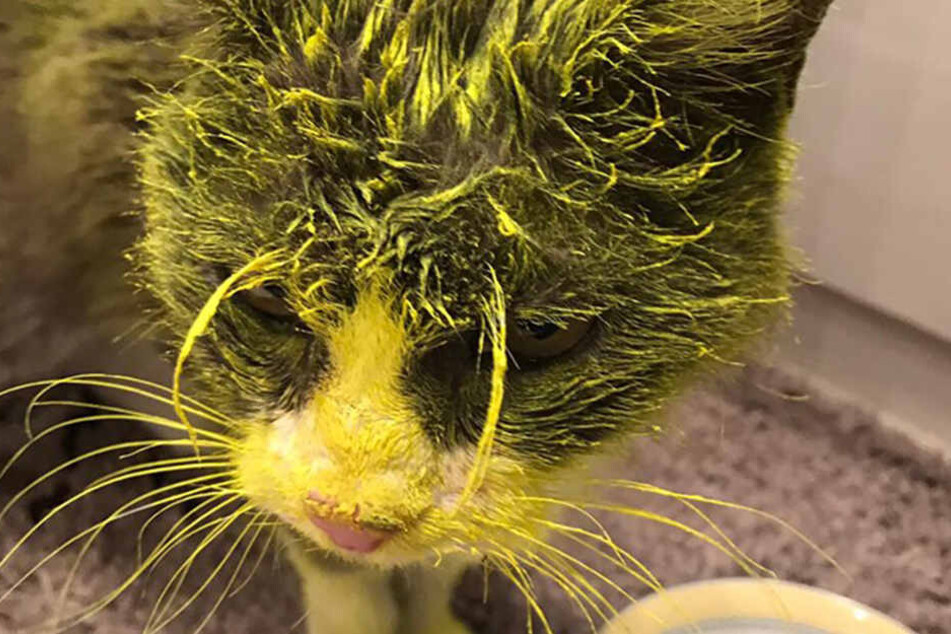 Die gelbe Farbe war wasserunlöslich.