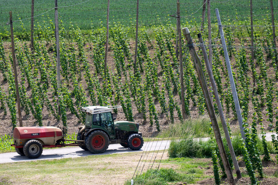 Deutschlands Hopfenpflanzer leiden unter sinkendem Bierdurst.