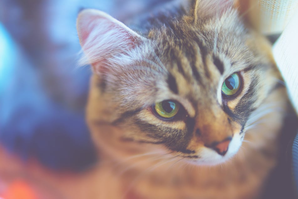 Welch emotionaler Aufruhr geht in Katzen vor sich? (Symbolbild)