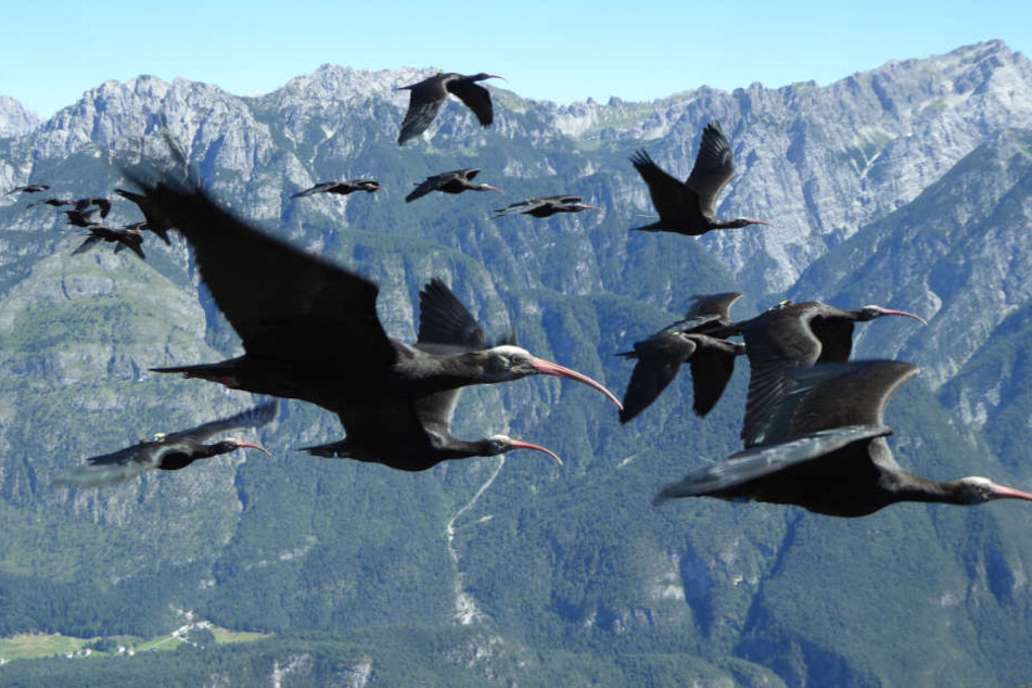 Die Waldrappen lebten bis ins 17. Jahrhundert im Alpen- und Mittelmeerraum. (Archivbild)