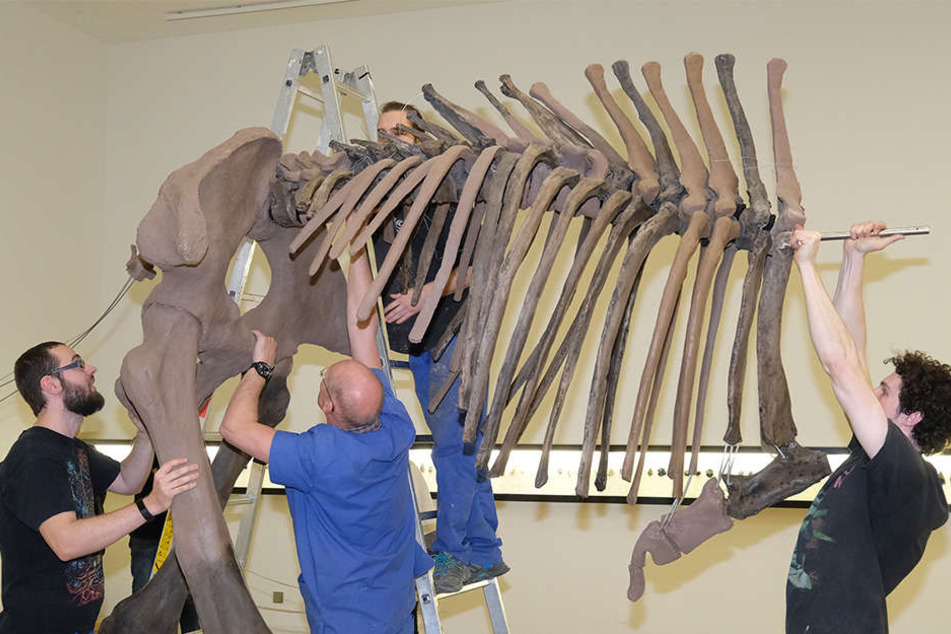 Die Rekonstruktion wurde im Institut für spezielle Zoologie der Uni Jena anatomisch korrekt neu aufgestellt und ist nun im Landesmuseum in Halle (Saale) zu sehen.