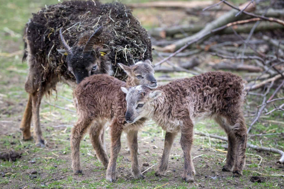 Ach, sind die süß: Die zwei Soay-Schäfchen trennen vier Tage.