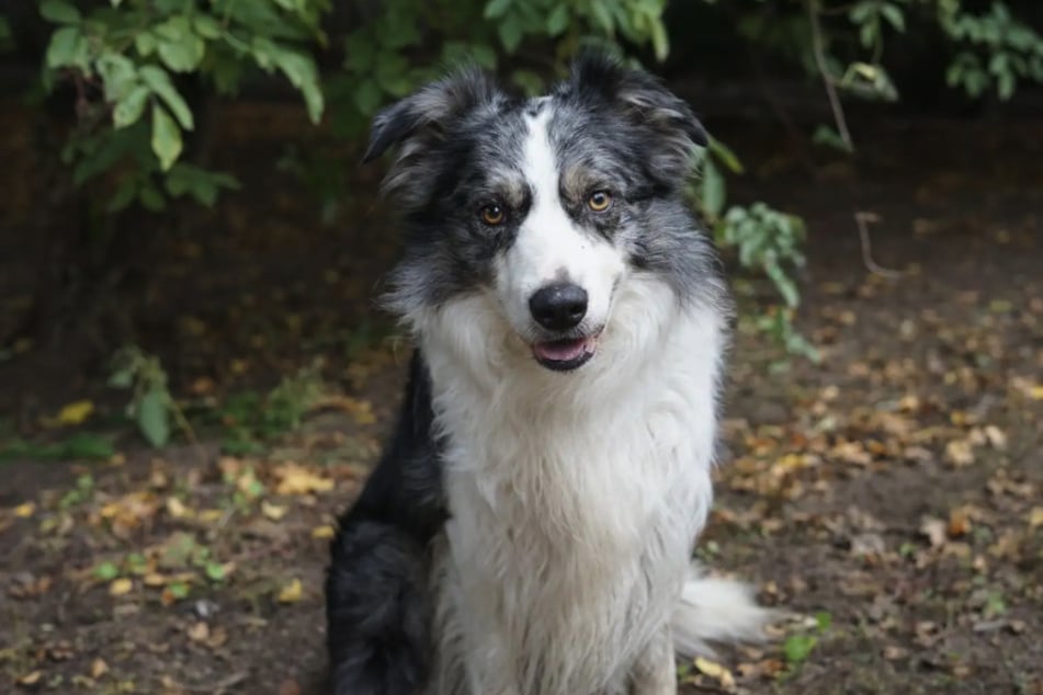 Der Border Collie kann mit einer Hündin zusammenleben, andere Rüden mag er gar nicht.