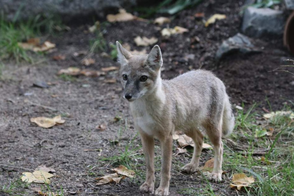 Dieser kleine Steppenfuchs bewohnt nun den Chemnitzer Tierpark.