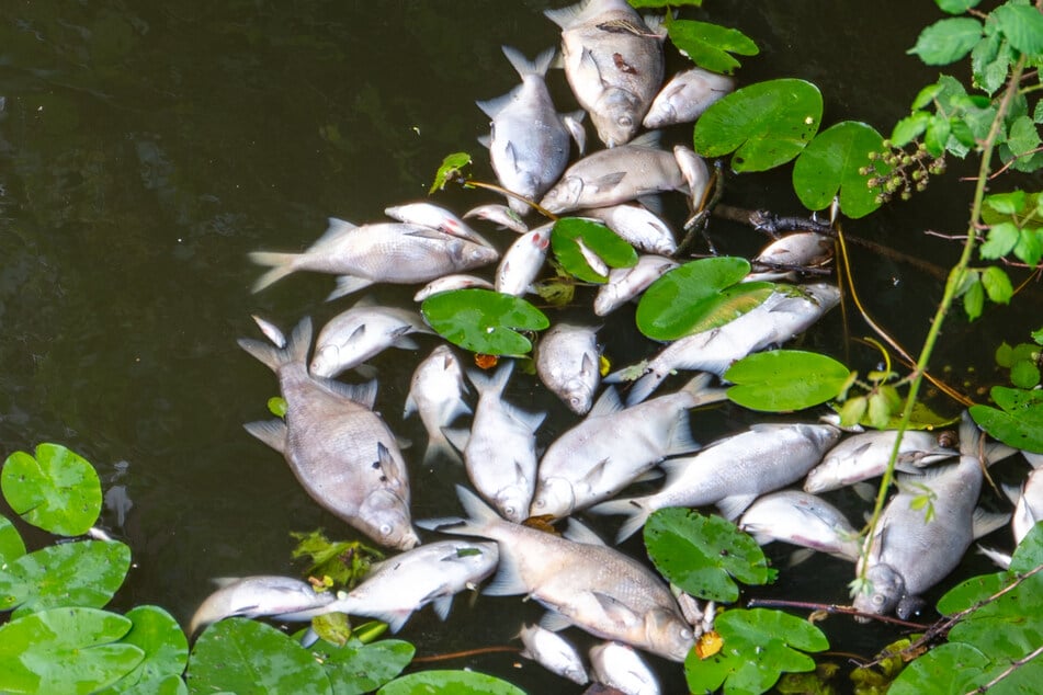 Fischsterben in Alsterkanälen: Grund dafür ist der starke Regen