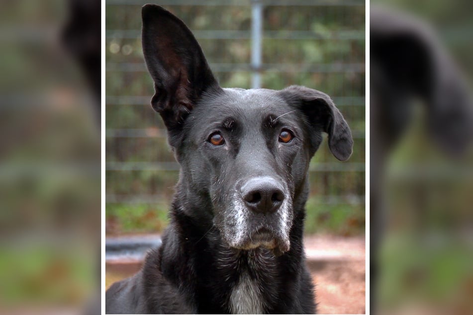 Ein Ohr nach oben, das andere nach unten: Wen würde der Doggen-Mischling bitte nicht verzaubern?