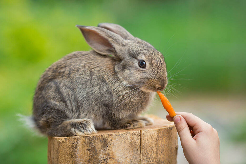Kaninchen sollten artgerecht gefüttert werden - mit Gräsern, Zweigen und Gemüse wie frischen Möhren. Keinesfalls aber Getreide! Das begünstigt Hefen im Darm.