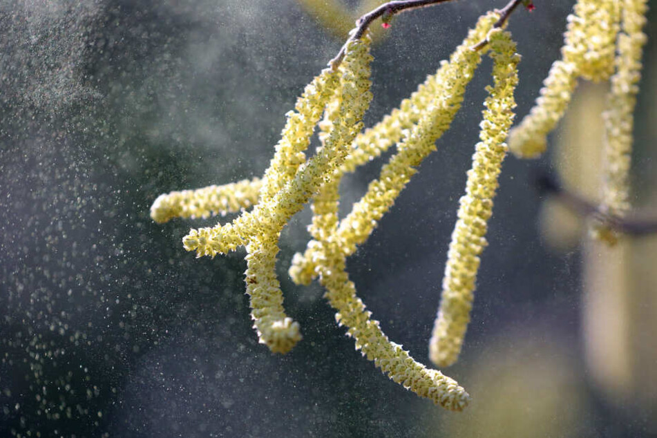 Pollen vom Hasel fliegen durch eine Parkanlage (Archivbild).