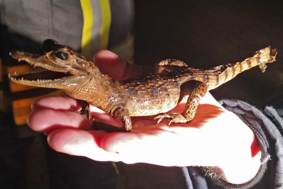 Ein Feuerwehrmann hält das ausgestopfte Krokodil auf seiner Hand.