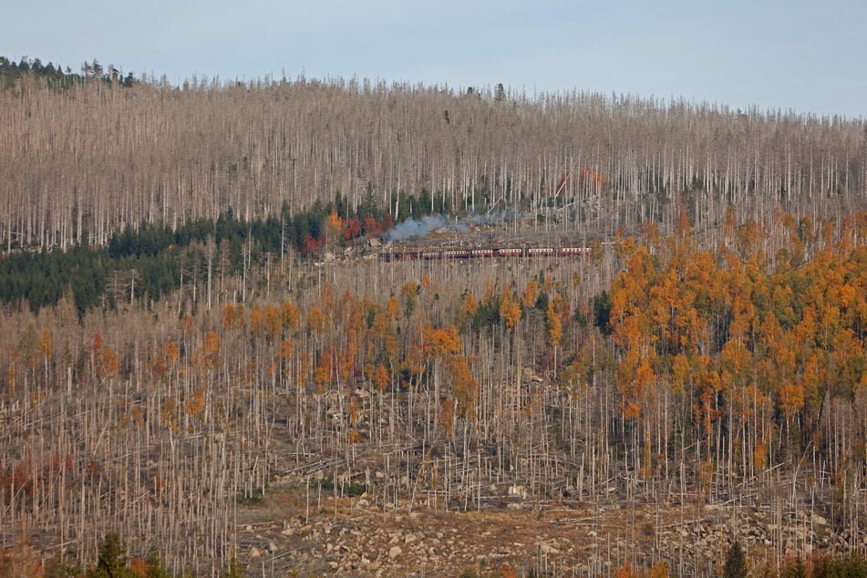 Zustand der Wälder bereitet Ministerium und Wissenschaft große Sorgen