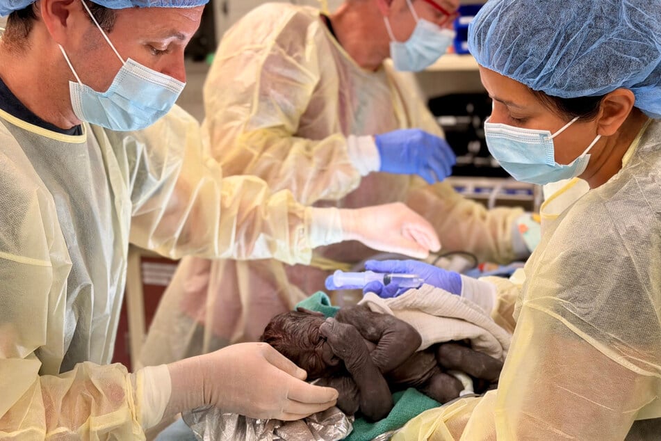 Das Ärzte-Team hat ganze Arbeit geleistet, der Mini-Gorilla ist wohlauf.